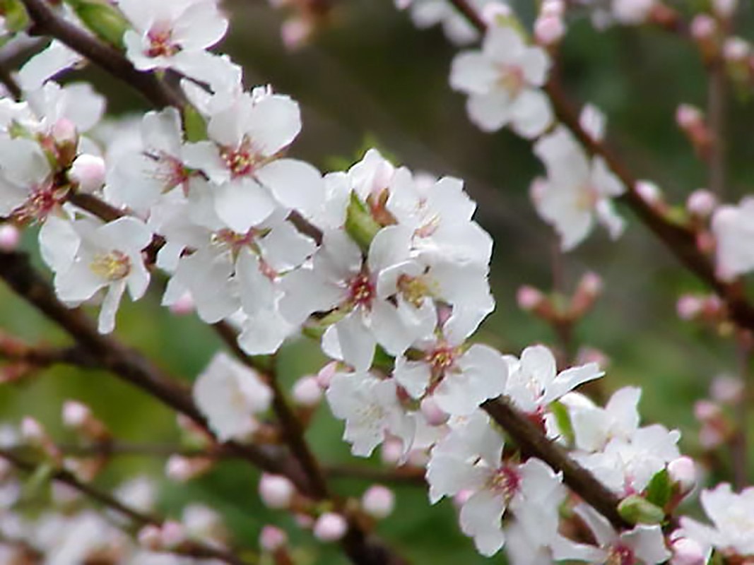 Nanking Cherry, Prunus tomentosa, Shrub Seeds (Edible, Hardy, Fast)