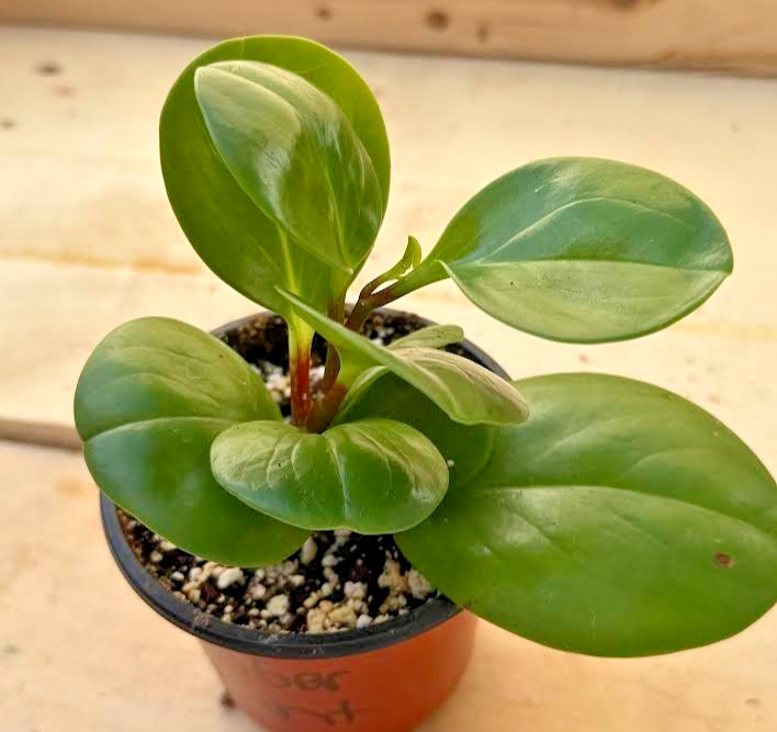 Peperomia Obtusifolia Houseplant, Rooted in Soil in 4 inch, Quick Growers!