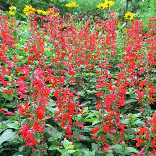 Wildflower Mix HUMMINGBIRD BLEND Perennials Annuals Heirloom Non-GMO 1500 Seeds