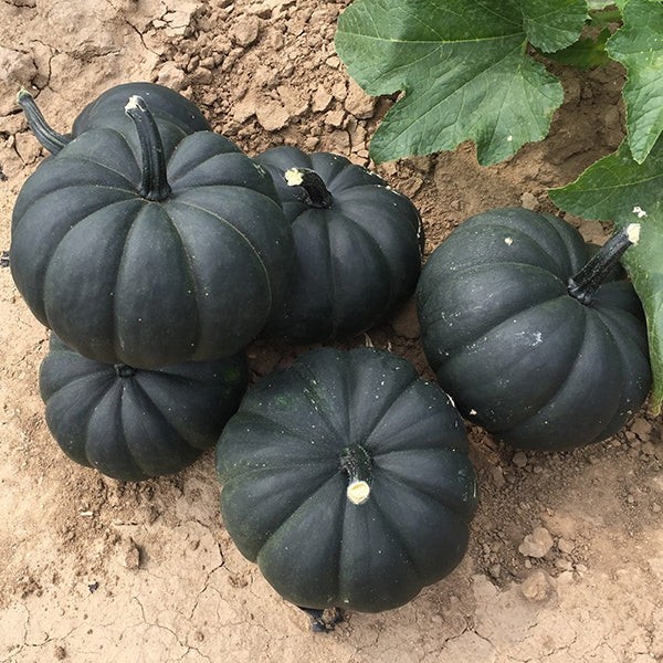 100 Midnight Treated Black Pumpkin Seeds – Rare Heirloom & High Germination
