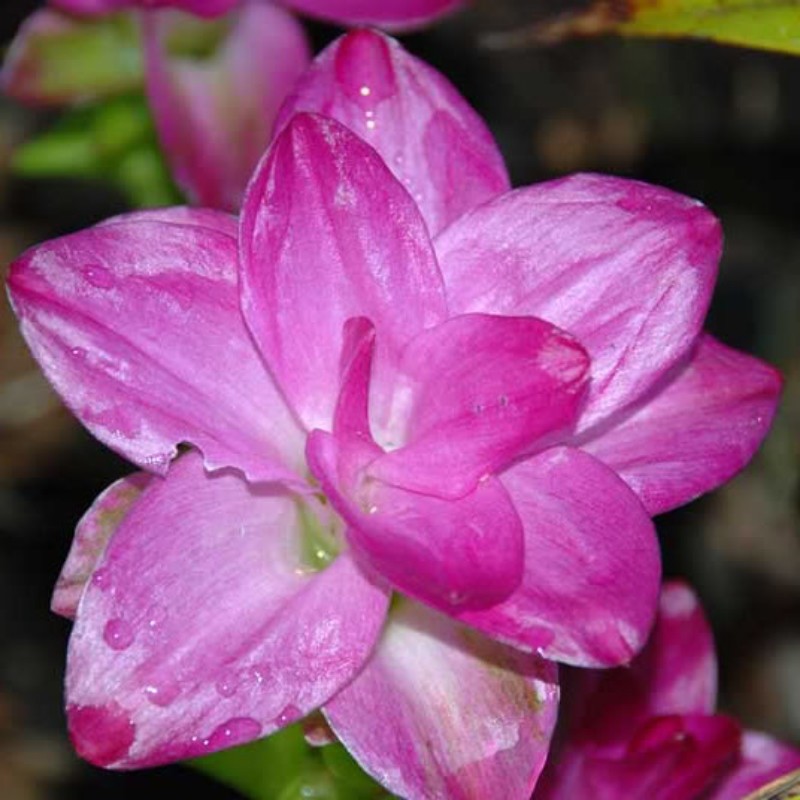 Curcuma Elata Hidden Ginger Lily Flower Organic Fuschia 1 live plant rhizome