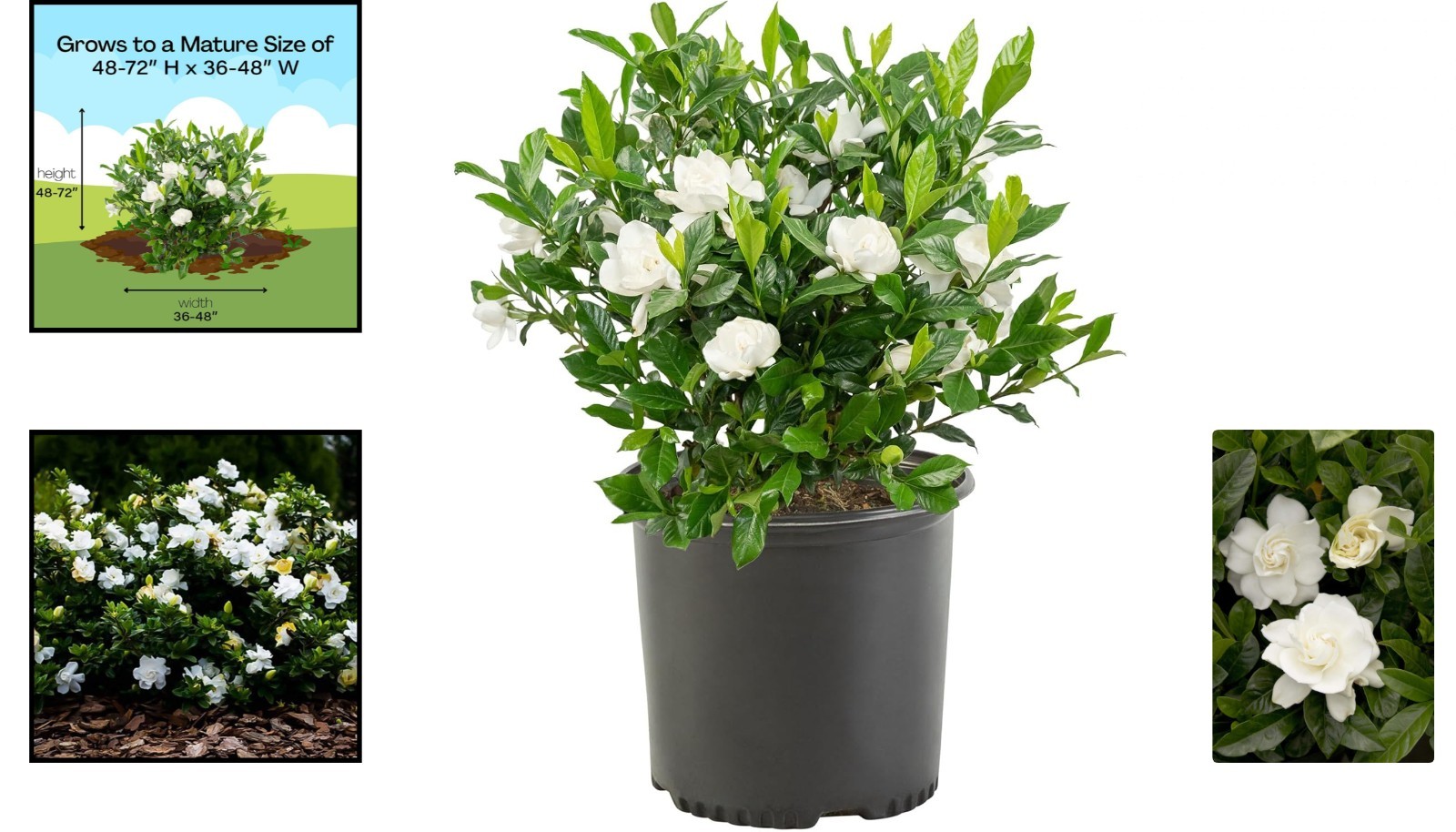 2.5 Qt. August Beauty Gardenia