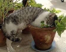 1000 gorgeous catnip beneficial plant seeds for spring summer peppermint colorf