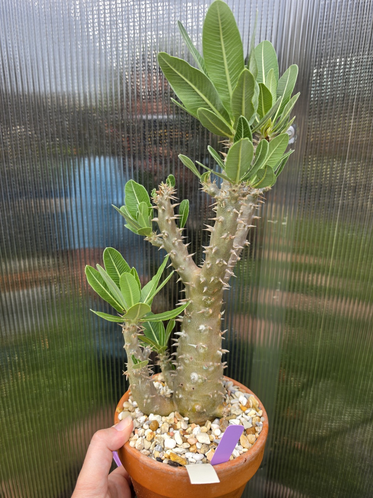 Pachypodium Rosulatum Var Horombense Rare Live Plant – Big!
