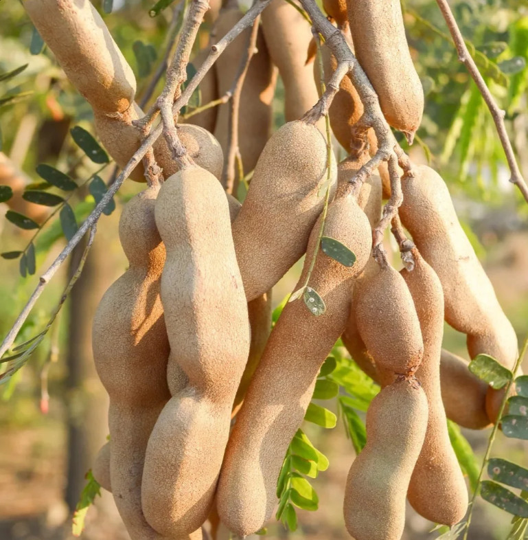 Tamarind Plant – 3-5″Tall – 4″Pot – Tropical Fruit Tree for Gardens – Zones 9–11