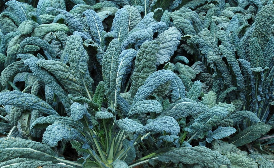 Lacinato Kale Seeds (100) / Cruciferous / JURASSICLY GROWN / DINO FOOD