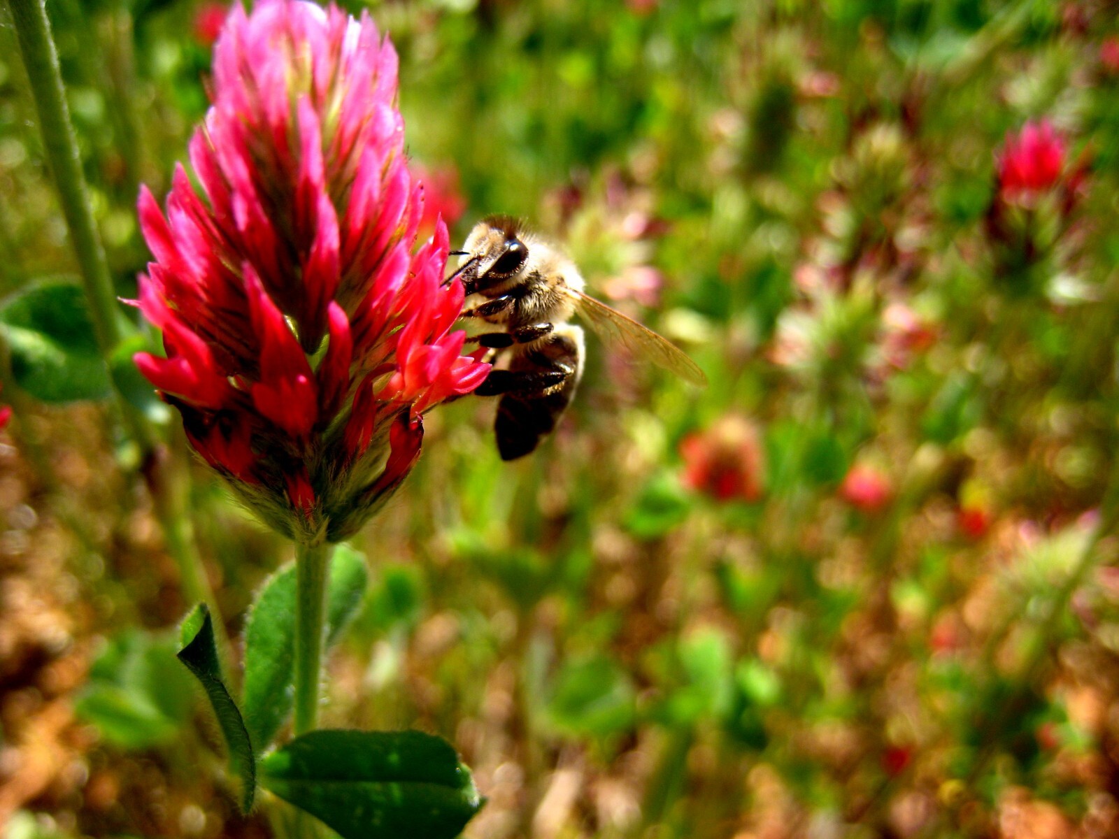 Italian Crimson Clover Seeds for Planting: Certified Organic Bulk Seed Packet