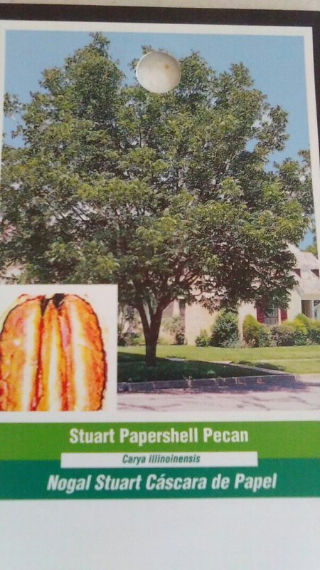 STUART PAPERSHELL PECAN TREE 36-48in Shade Trees Healthy Plant Large Pecans Nuts