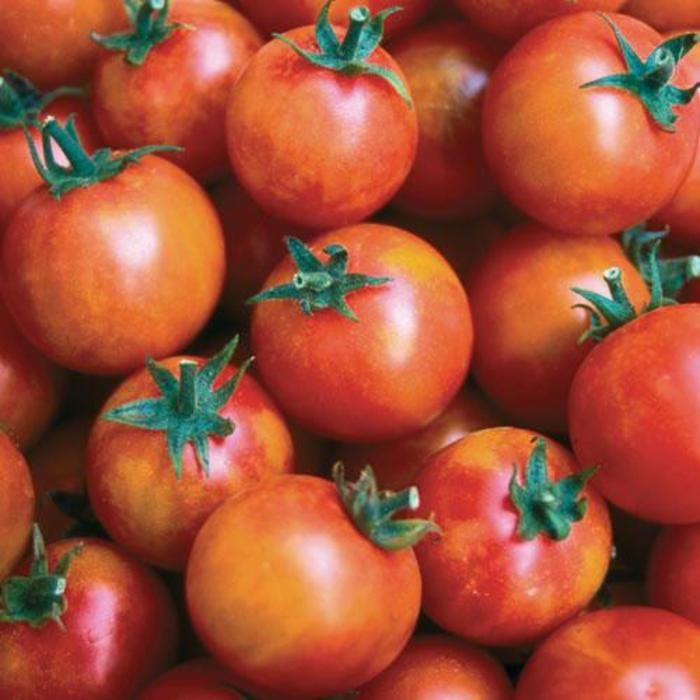 Isis Candy Tomato Seeds 50 Ct Vegetable HEIRLOOM NON-GMO USA FREE S&H