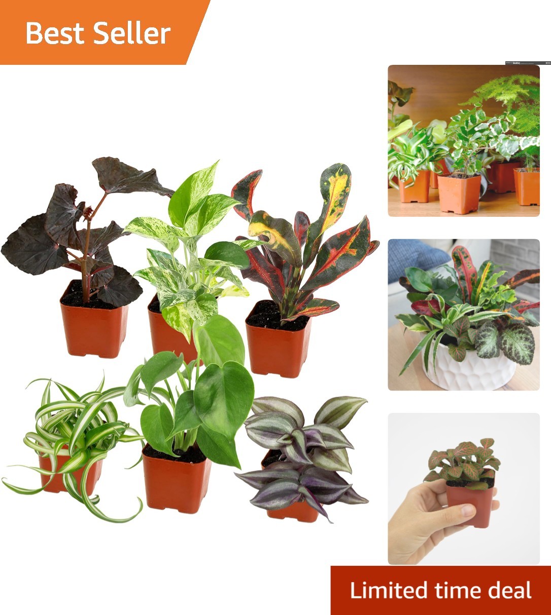 Gorgeous Mini Houseplants: 6 Pack of Air-Purifying Plants in Biodegradable Pots