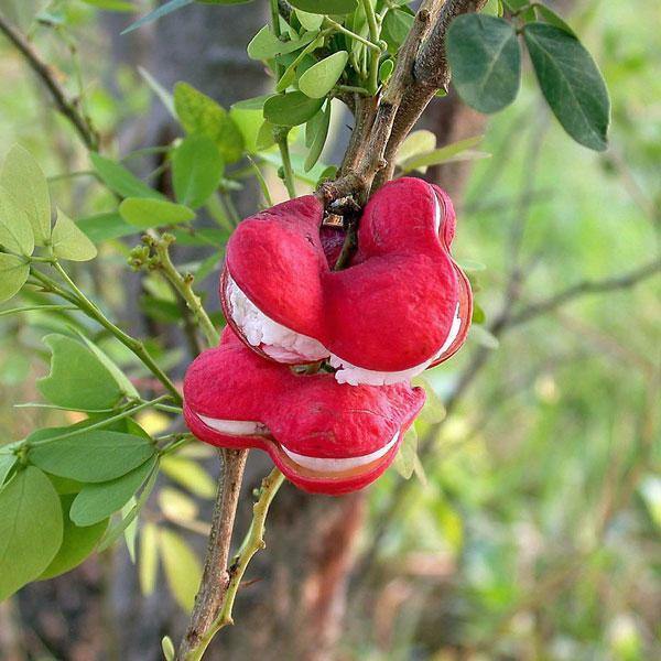 Pithecellobium dulce | Madras Thorn | Manilla Tamarind | 5 Seeds