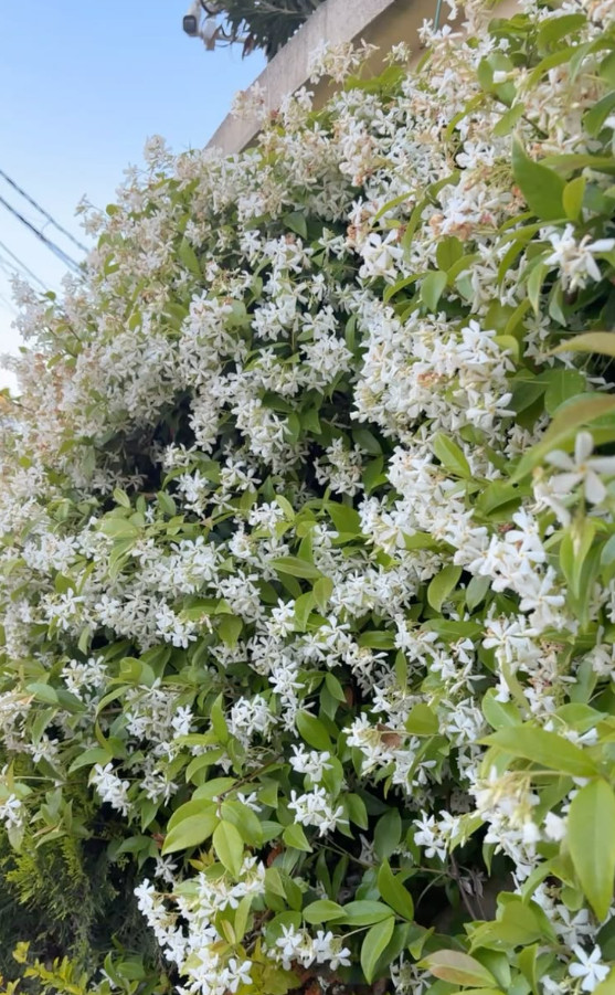 Star Jasmine Vine Live Plant – 1 Gallon Pot – Fragrant White Flowering Vine