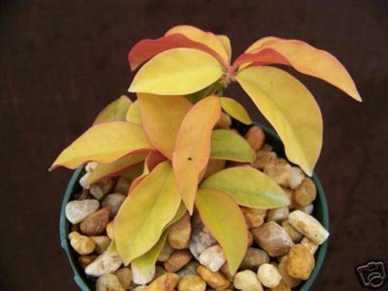 Pereskia aculeata gold Variegated @J@ rare variegata cactus plant cacti 4″ pot G