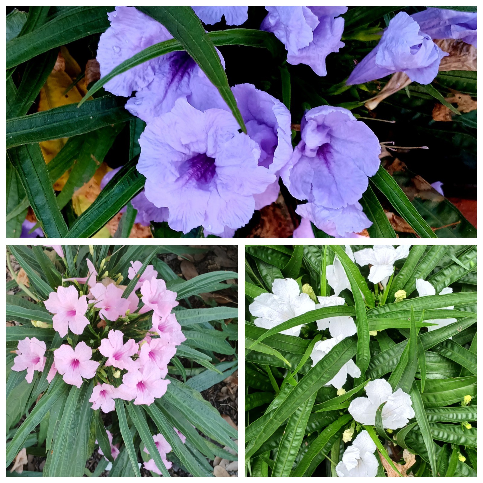 3- Dwarf Mexican Petunia Plants. 1-Dwarf White, 1-Dwarf Pink & 1-Dwarf Purple.