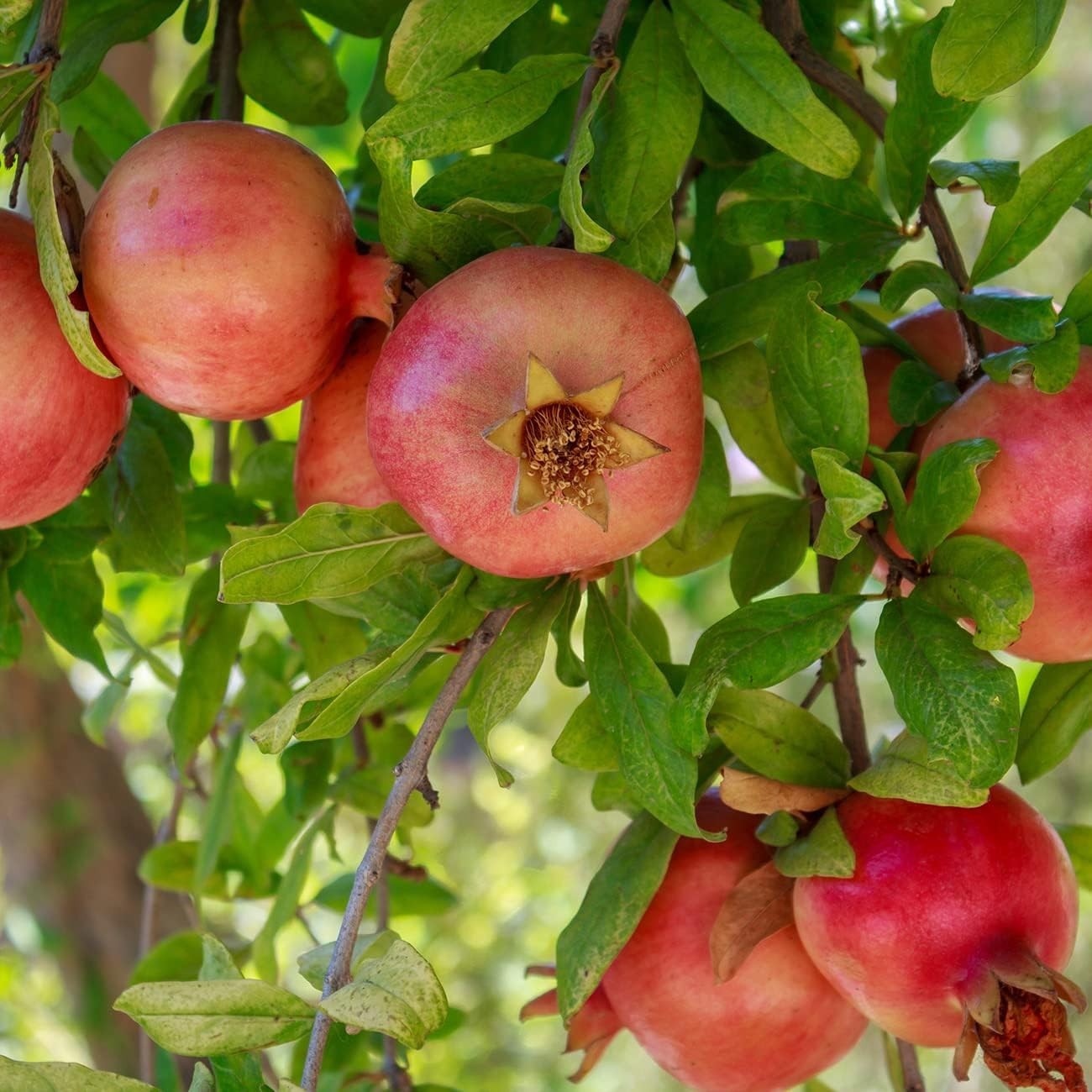 Exotic Russian Pomegranate Dwarf Tree: Cold Hardy with Air Purification Benefits