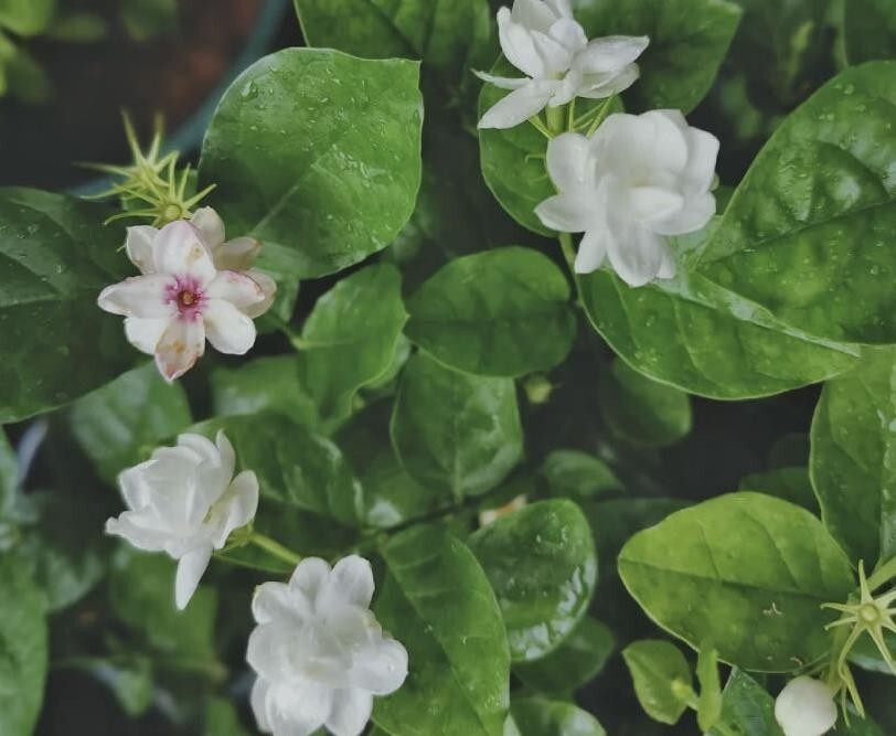 Jasmine Fragrant flower seeds 12 seeds potted