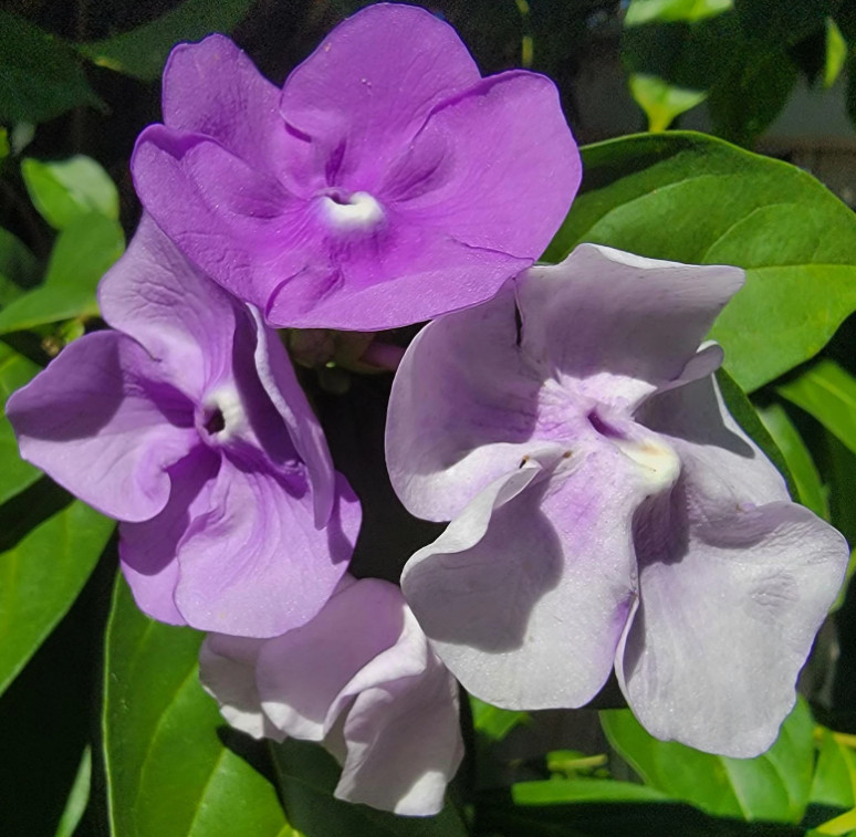 Yesterday Today Tomorrow Brunfelsia Live Plant Purple White Flower 4″ Pot