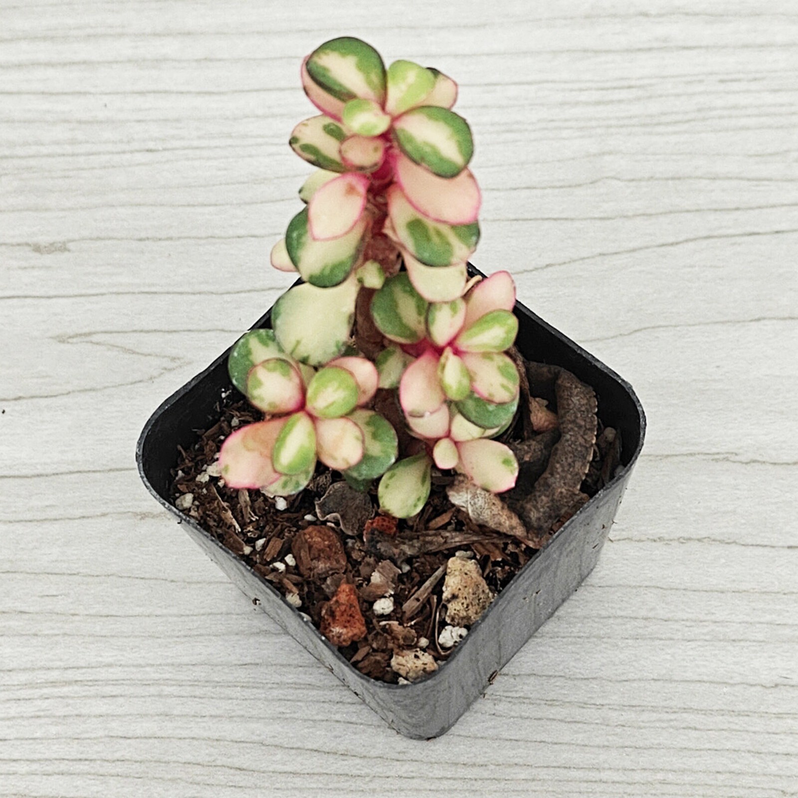 Succulent Plant – Portulacaria Afra Variegated – Live Plants In 2″ Pot