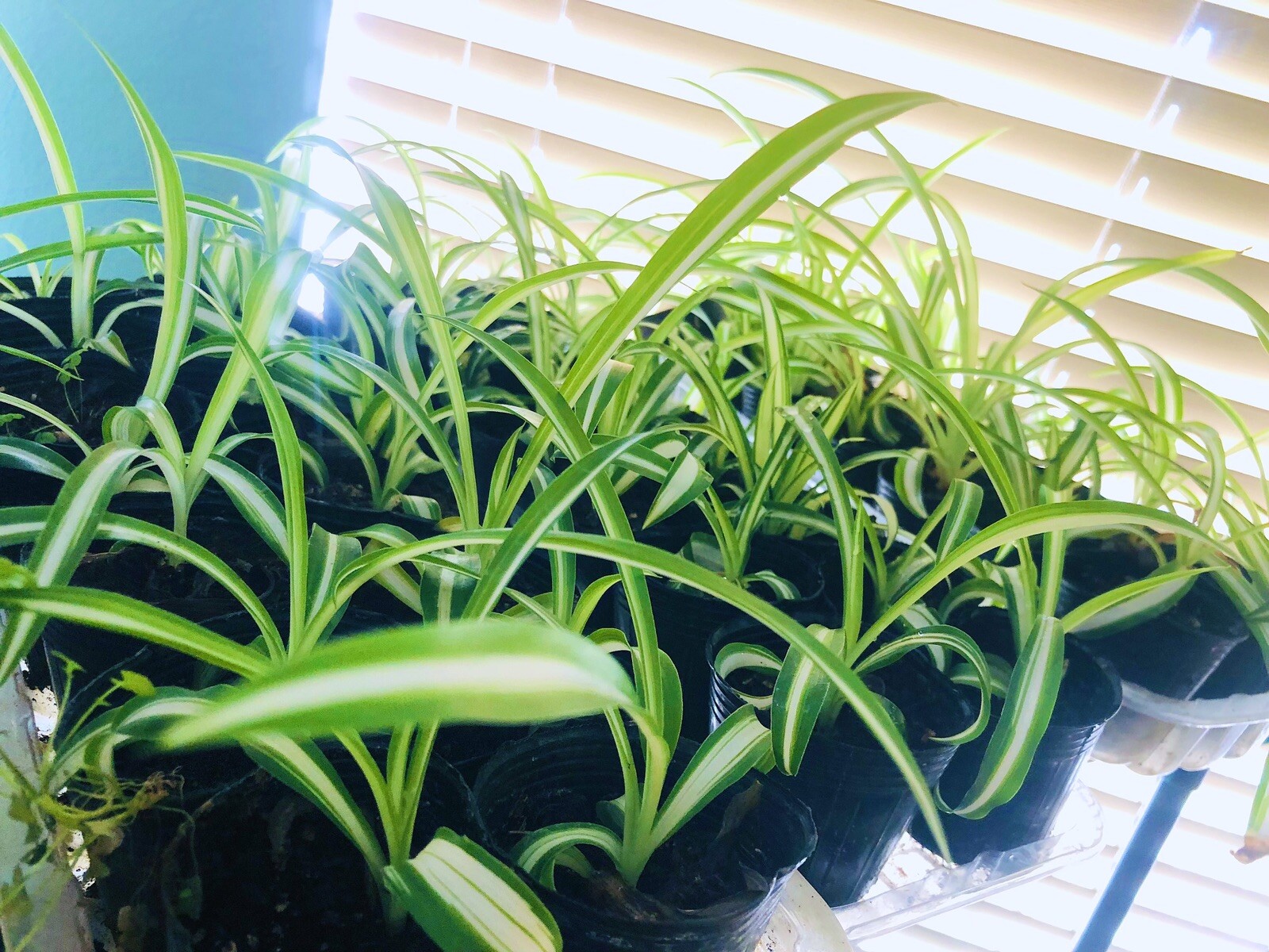 Spider Houseplant ‘Chlorophytum Comosum” live Plant various size