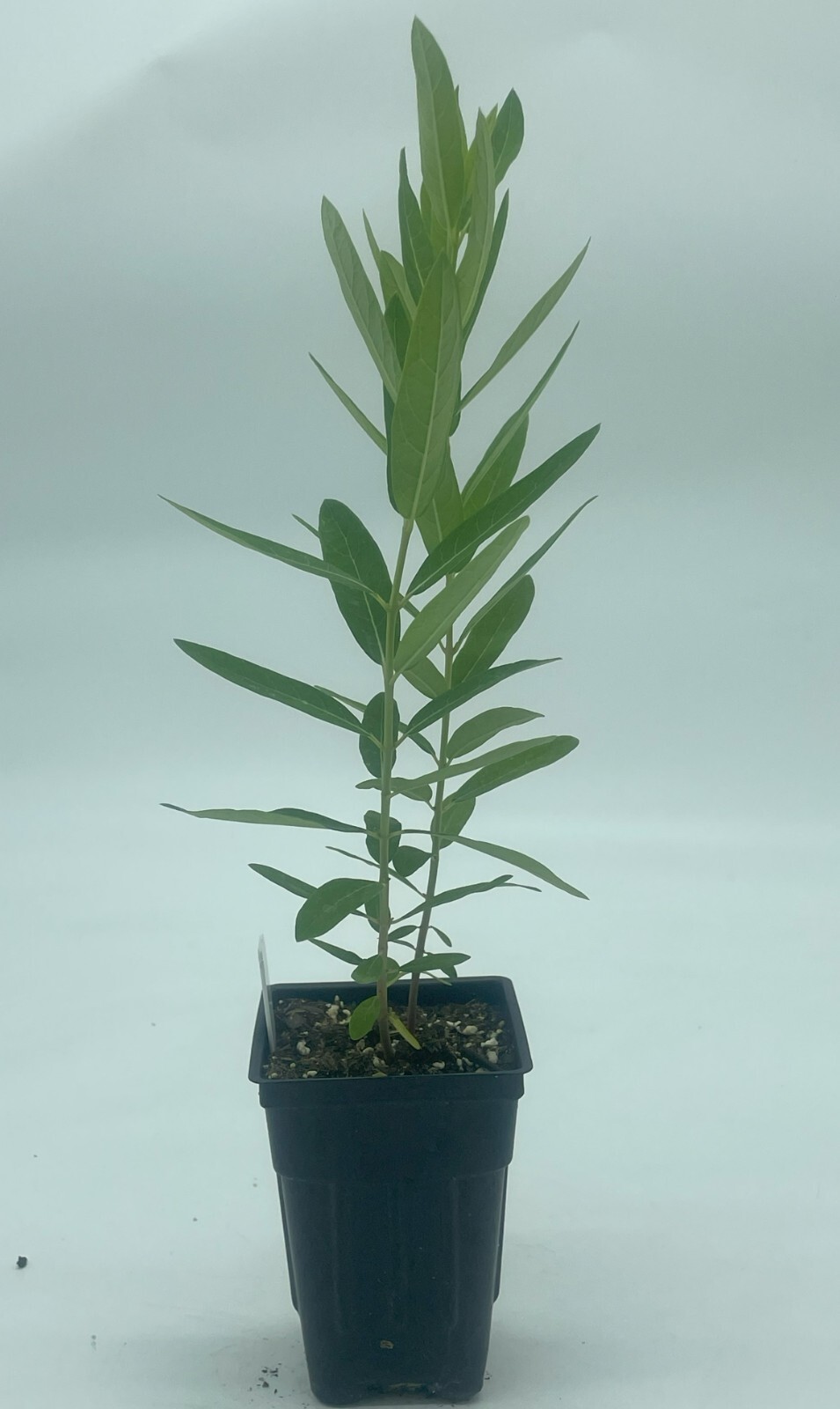 Dogbane Live Plant 3″ Starter Pot – Apocynum Cannabinum