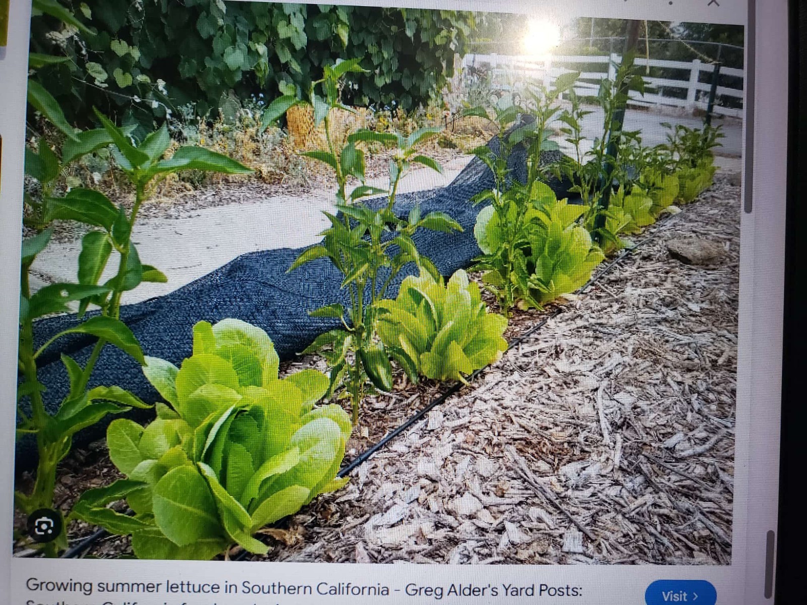 Jericho Romaine Lettuce Seeds, NON-GMO, Extremely Heat Tolerant, FREE SHIPPING