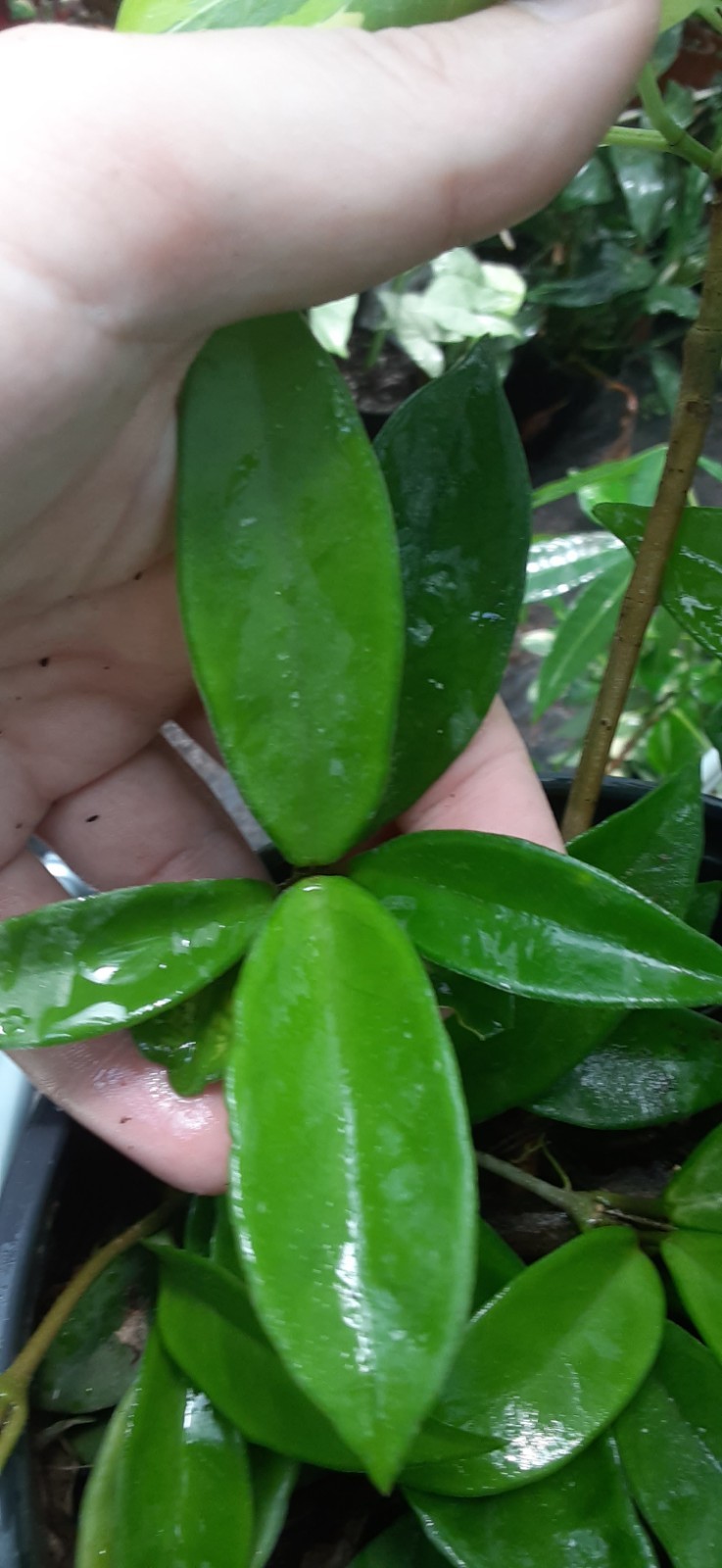 1 Cutting Green Hoya – READ LISTING