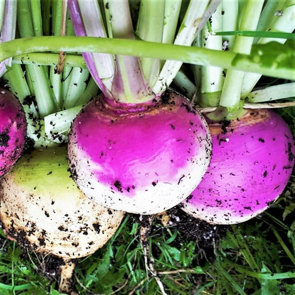 Purple Top Turnip Seeds | American Rutabaga Cover Crop Root Vegetable Seed 2024