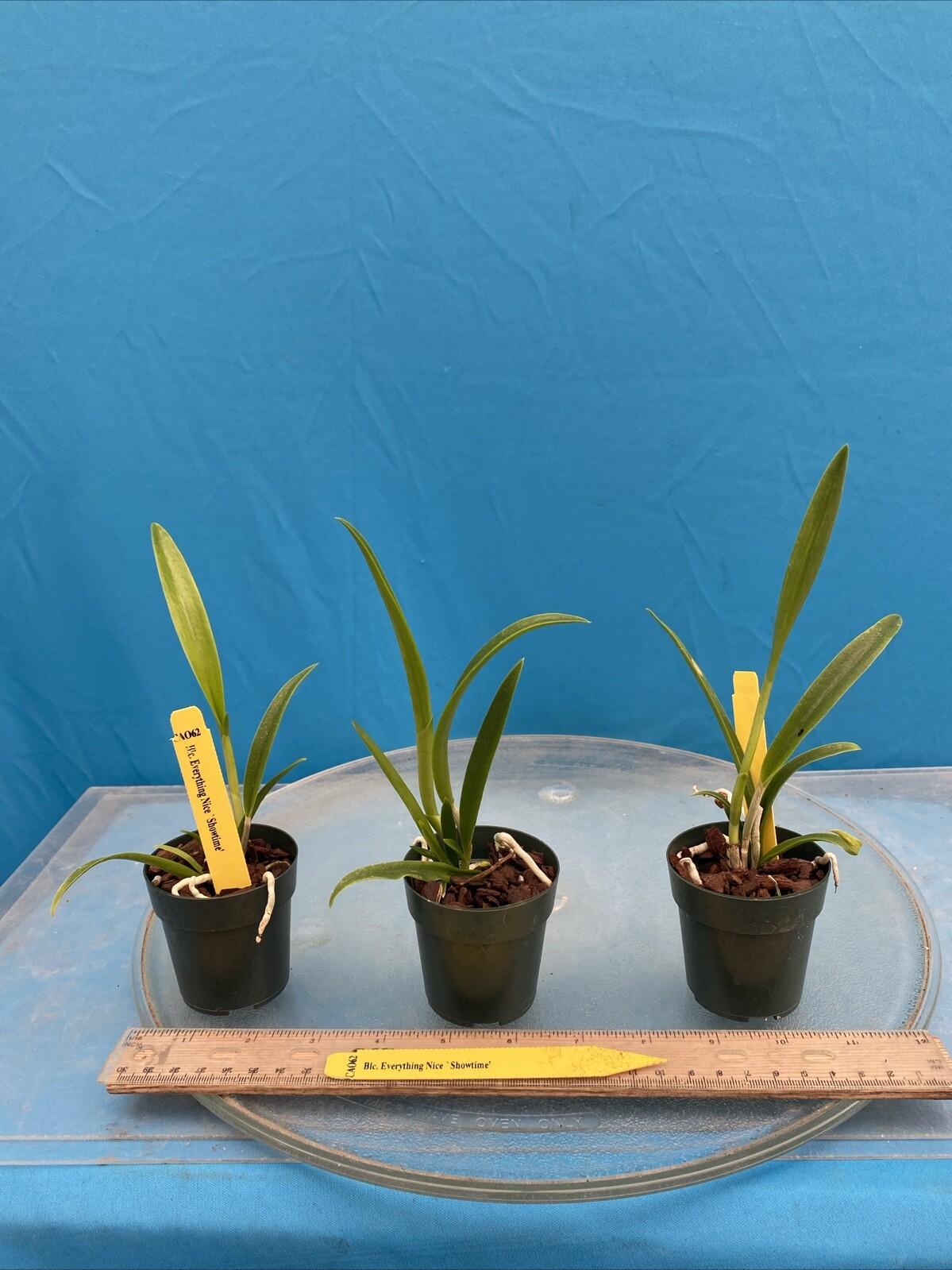 Rlc Everything Nice ‘Showtime’ Green White Fragrant Mericlone Orchid 2.5” Pot