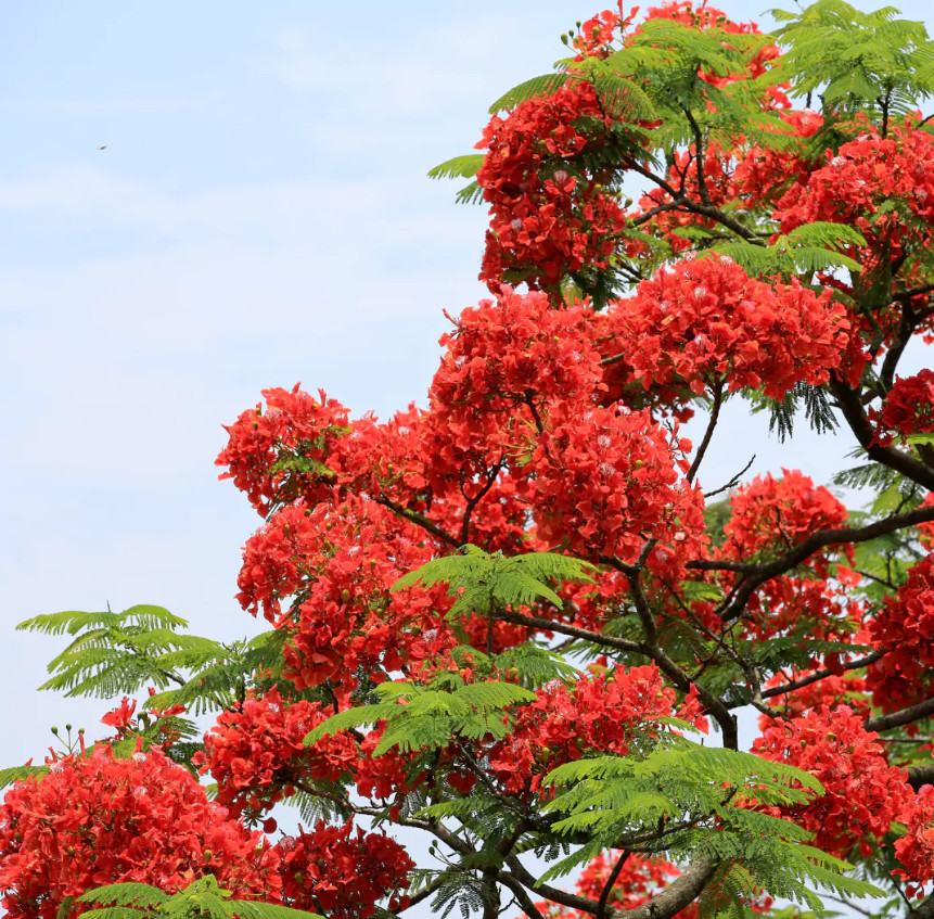 Royal Poinciana Plant – 2-3ft Tall – 1Gal Pot – Delonix regia – Red Flowering