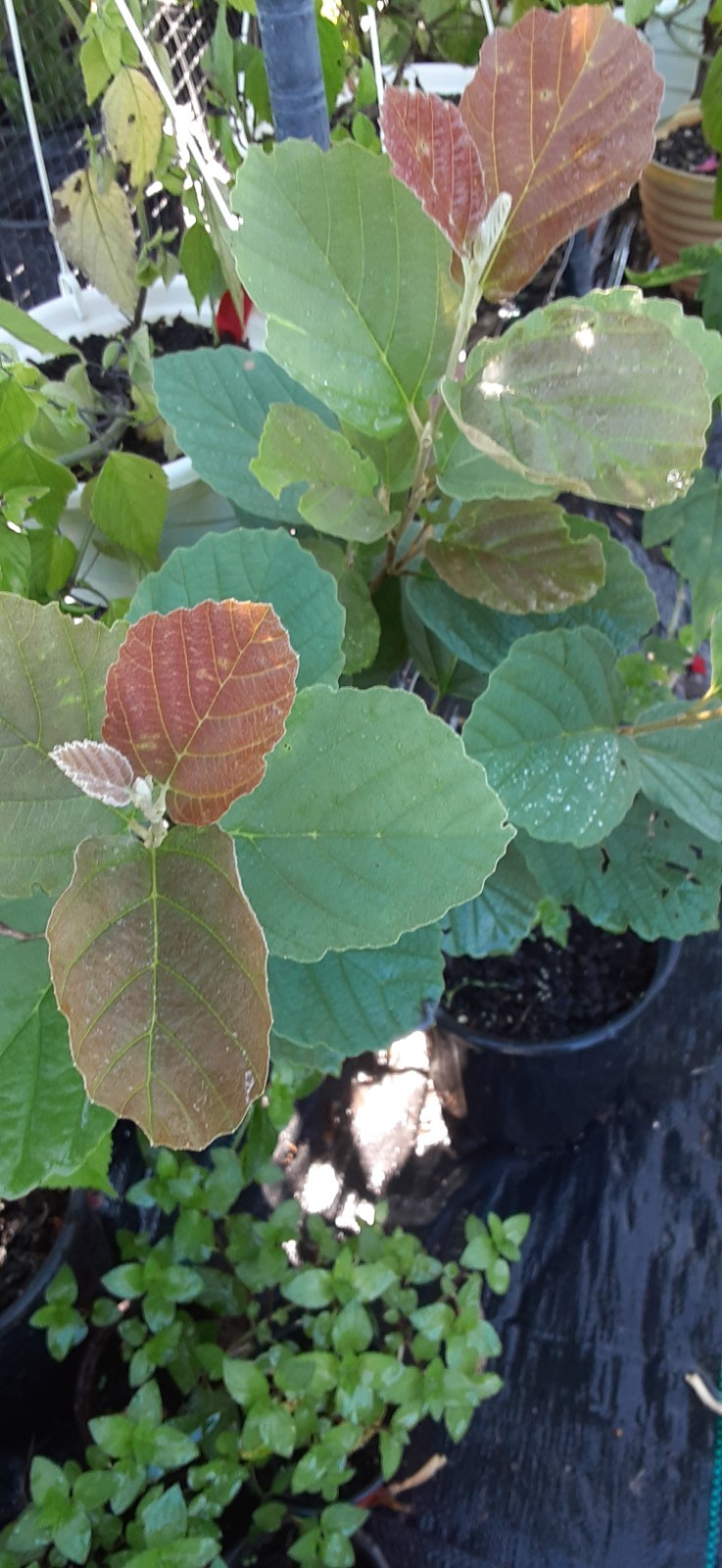 1 American Witch-Hazel (Hamamelis virginiana) Live Starter Plant- READ LISTING