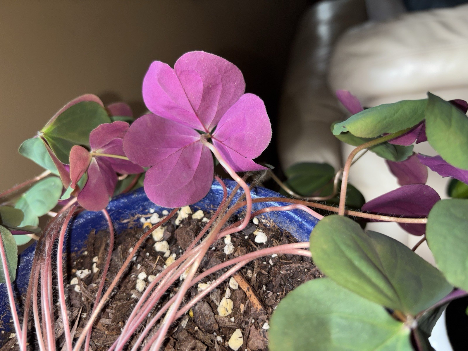 👒Pink Oxalis Wood Sorrel~ 3 Mounds~ Organic~ Lush Ground Cover Perennial