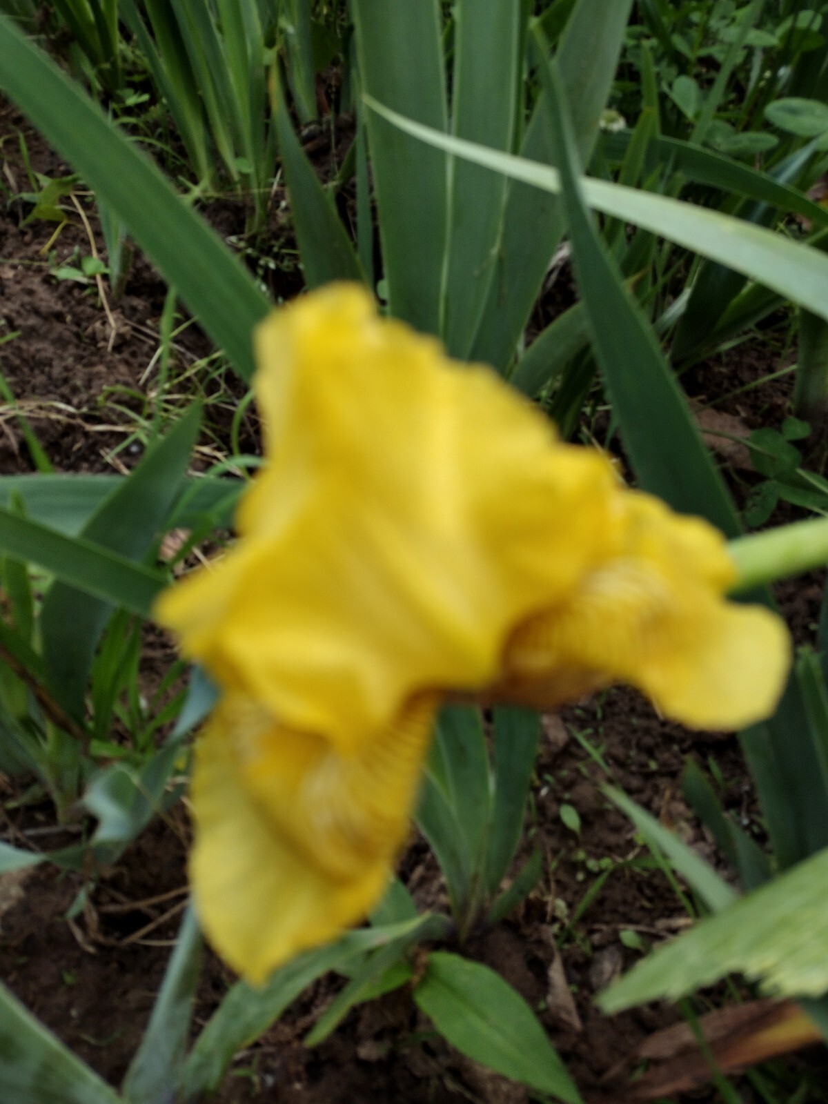 25xBearded Iris Rhizomes – Easy to Grow, FresH Mixed Colors FAST SHIPPING