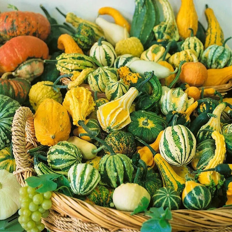 30+ Small Ornamental Gourd Mix Seeds – Heirloom – NON GMO – FRESH
