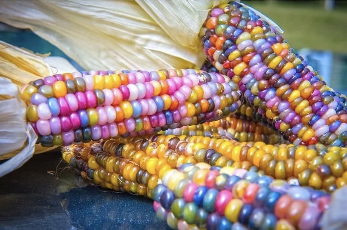 25+ SEEDS Beautiful Translucent Glass Gem Corn Seed for Planting.