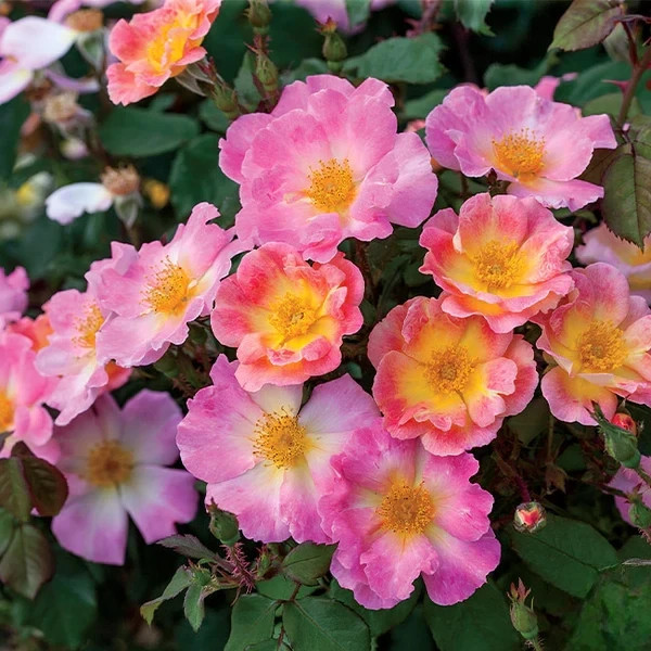 SUPER RARE Home Run Roses – 3 unrooted cuttings for rooting or grafting