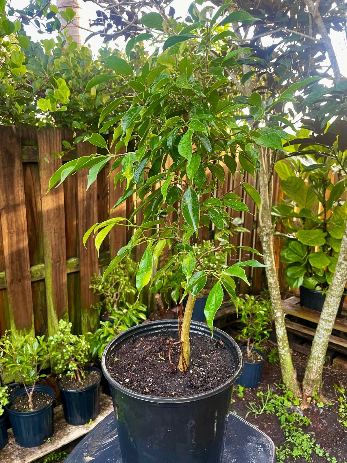 Ficus Bonsai Tree aerial roots 5 years Ariel roots on trunk