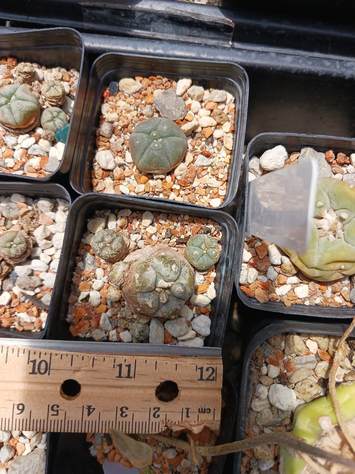Astrophytum Aztekium Caespitosa Cactus