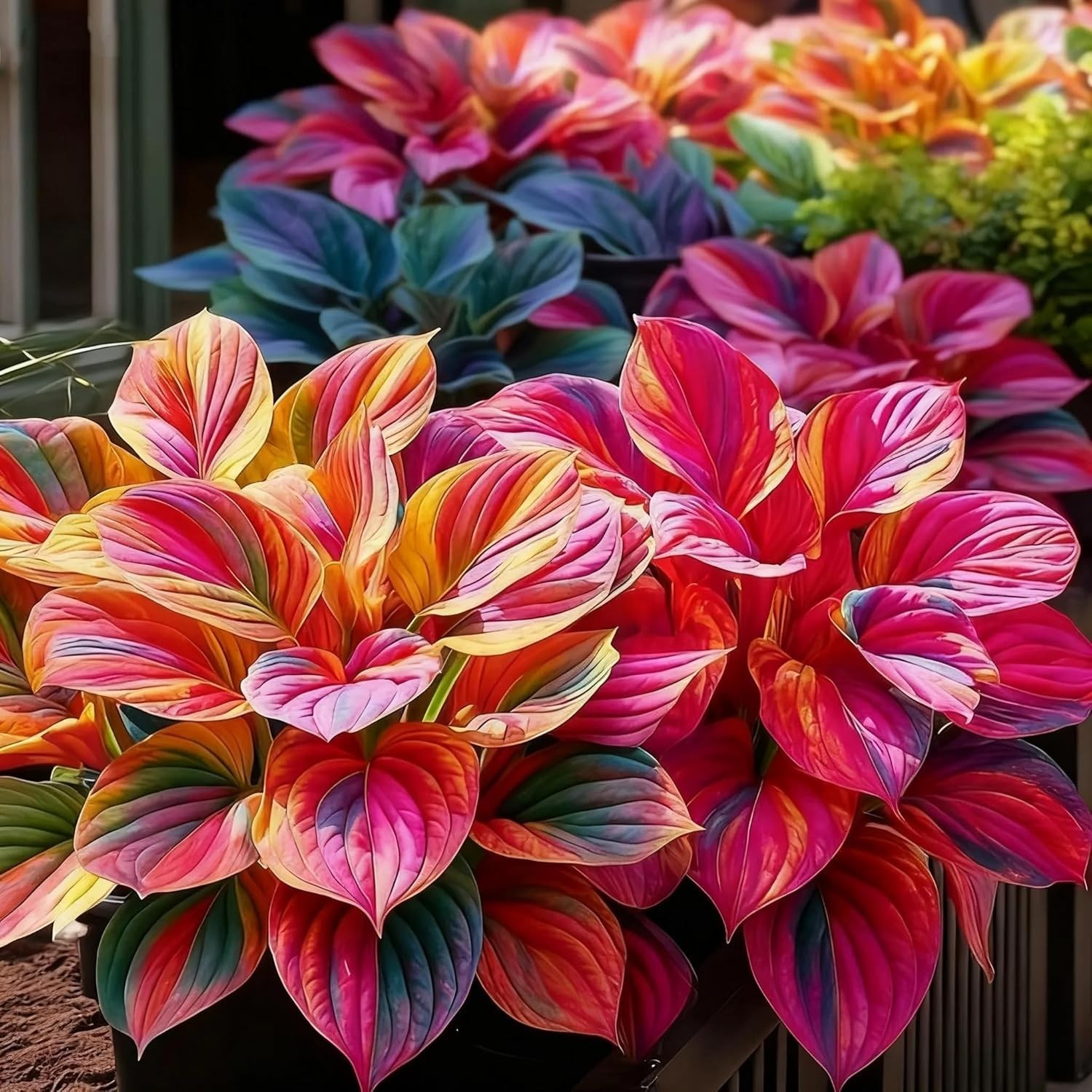 300+ Hosta Seeds – Non-GMO Black Red Hostas Plants Seeds for Planting Perennial