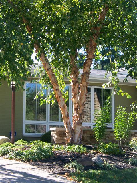River Birch, (Black Birch), Betula nigra, Tree Seeds