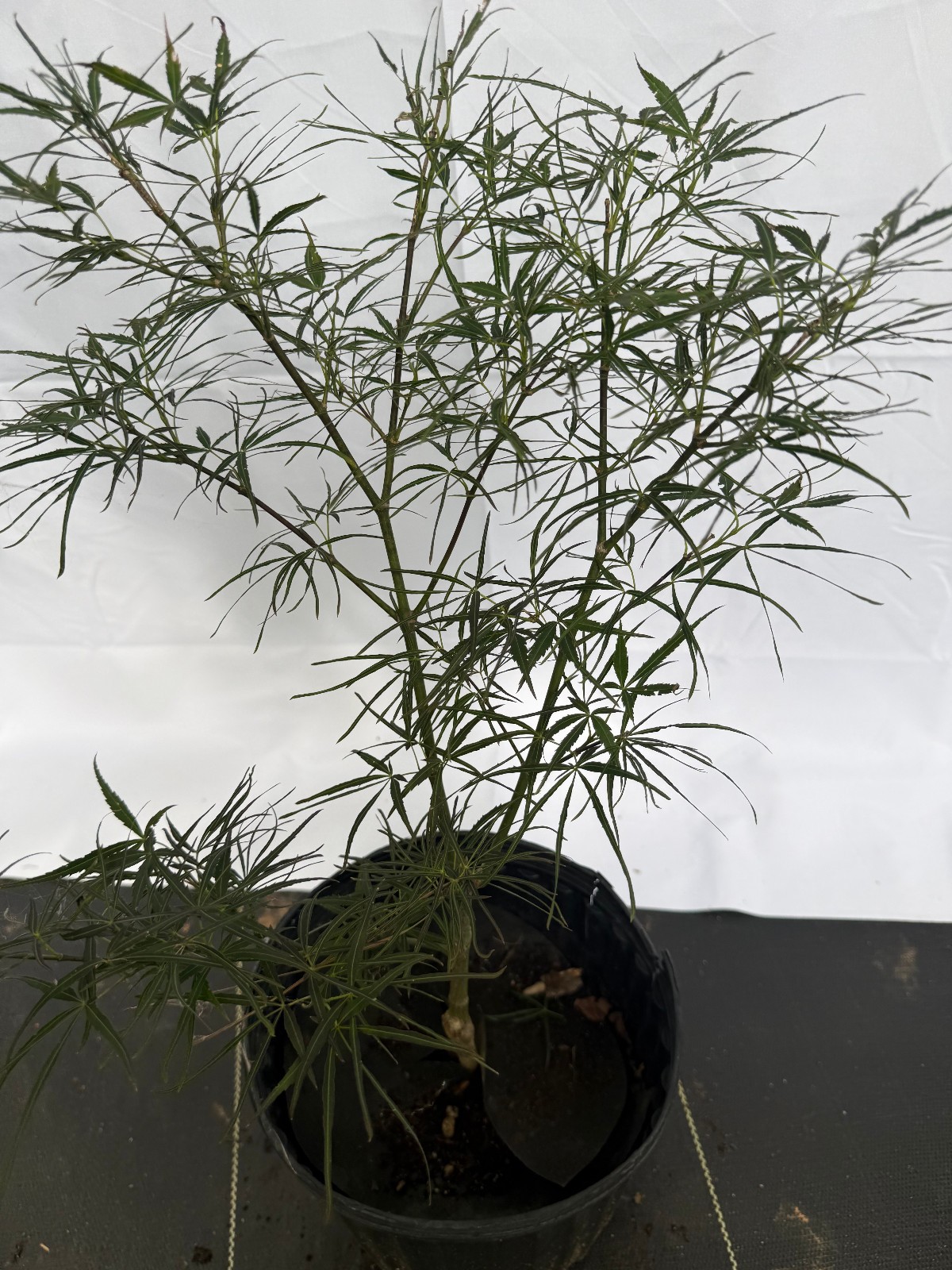 Acer palmatum Villa Taranto Japanese Maple #2 gallon