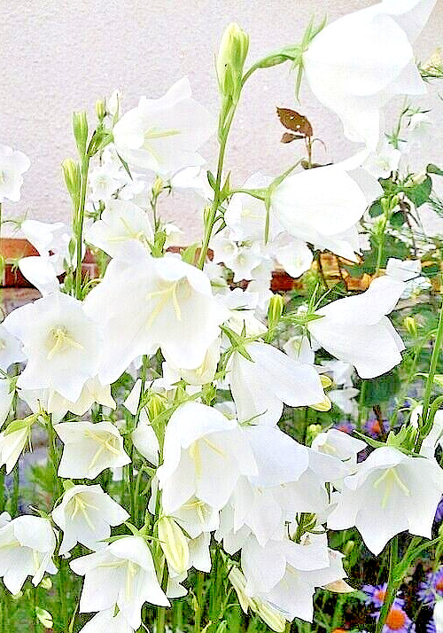 WHITE PEACH LEAF BELLFLOWER, 255 SEEDS, LARGE FLOWERS, CAMPANULA PERSICIFOLIA