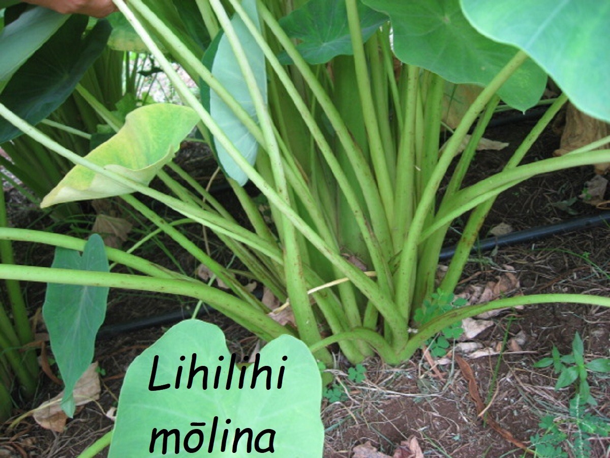 ~LIHILIHIMOLINA~ edible EYELASH TARO Colocasia HAWAIIAN ELEPHANT EAR sm rd2Plant