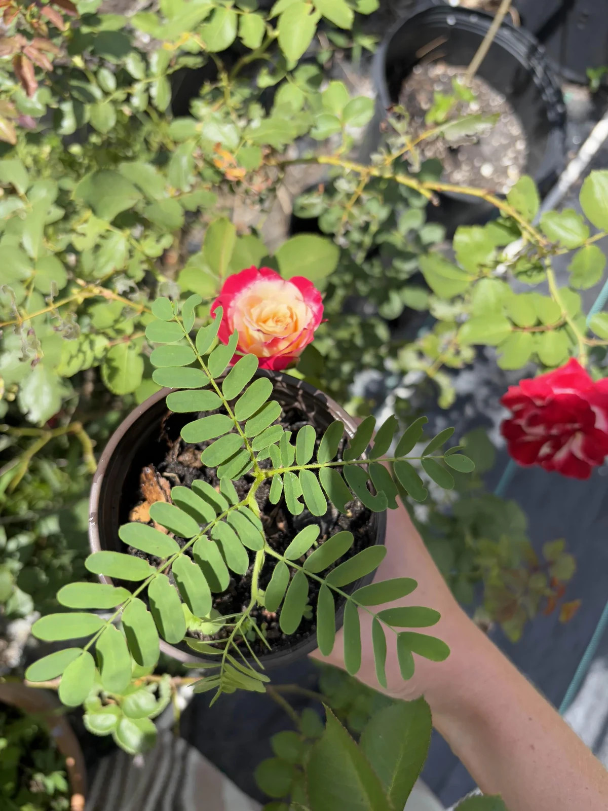 3 Pack – Tamarind Plants – Live Tamarind Tree Plants (Tamarindus Indica)
