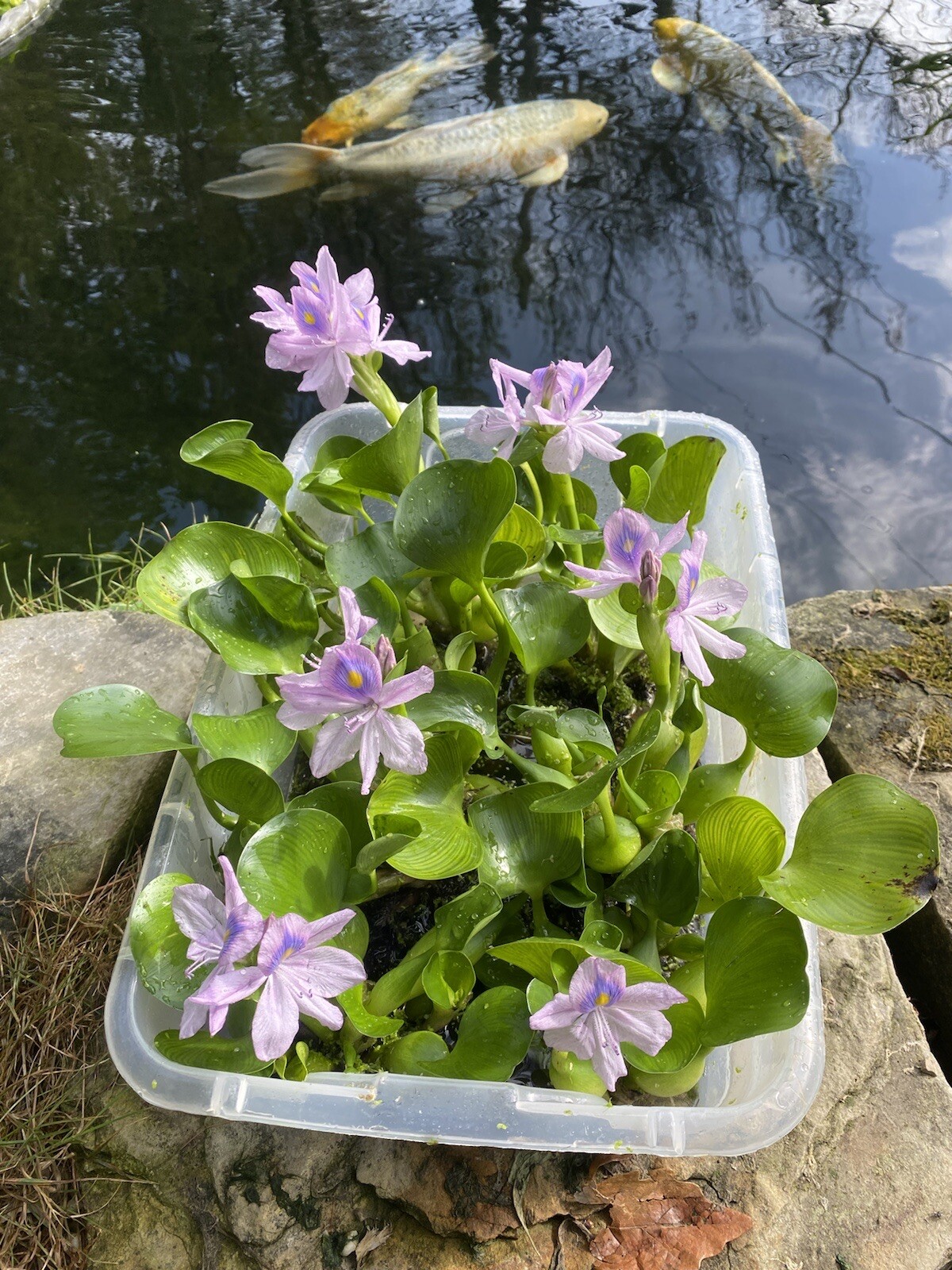 SPECIAL (6) Water Hyacinth Koi Pond Floating Plants Algae 5” BLOOMS July-Oct
