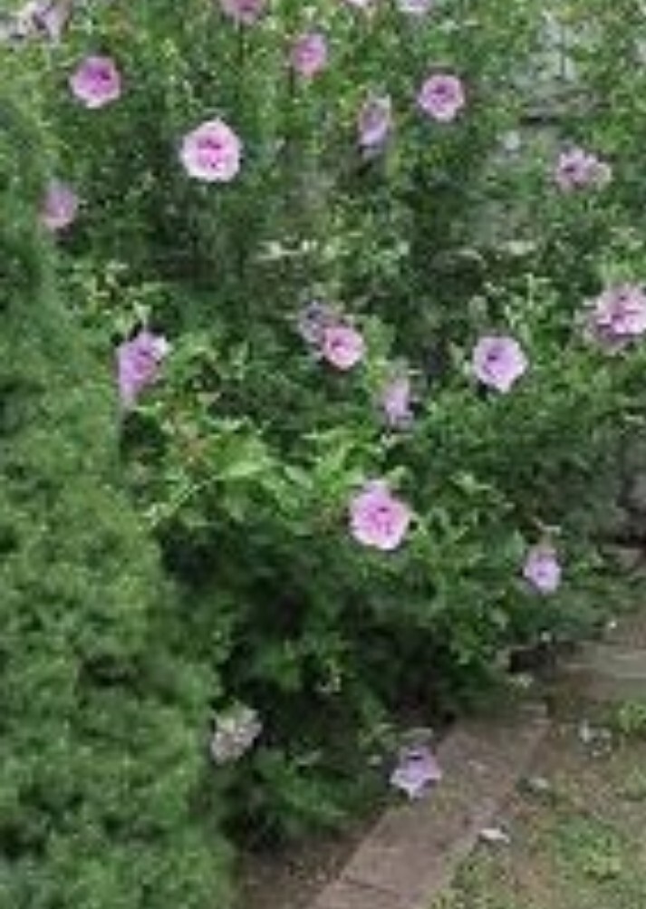 4 Rose Of Sharon Hibiscus 2+ Year Old Live Plant Roots fast grow Heavy Rooted