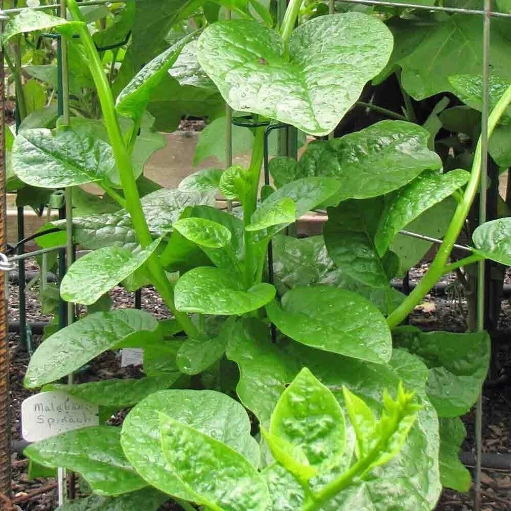 Malabar Spinach Green 15 -100 Seeds Vine Alugbati Mồng Tơi Nutritional Superfood