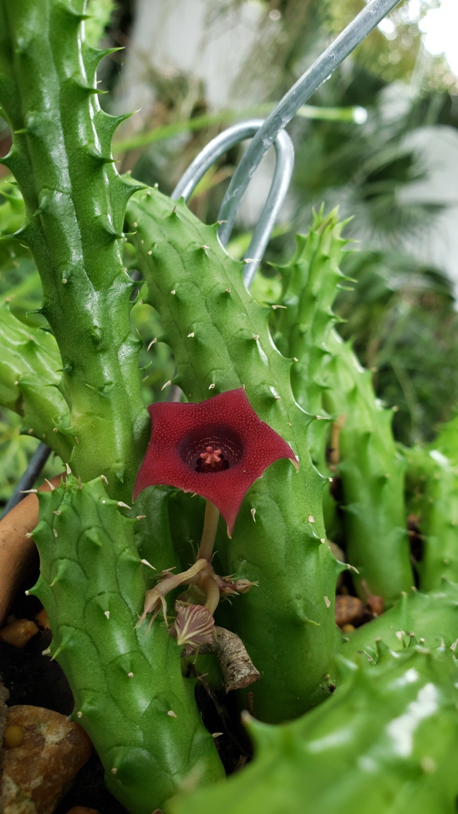 Huernia schneideriana-Dragon Eyes Cactus-5 cuttings each 4 inches-red flowers