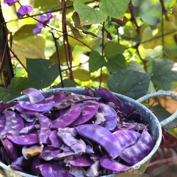 100 seeds Hyacinth Bean Seeds Heirloom Flowering Vine Purple Ship w/ tracking #
