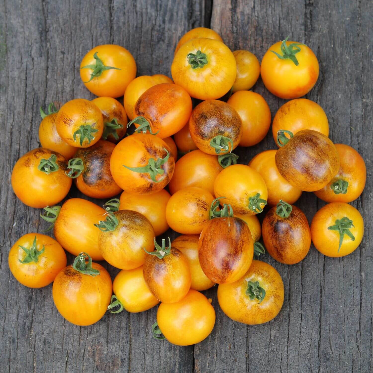 15 GOLDEN HOUR MICRO DWARF TOMATO SEEDS ~ AEROGARDEN ~ 2026 ~ NON-GMO