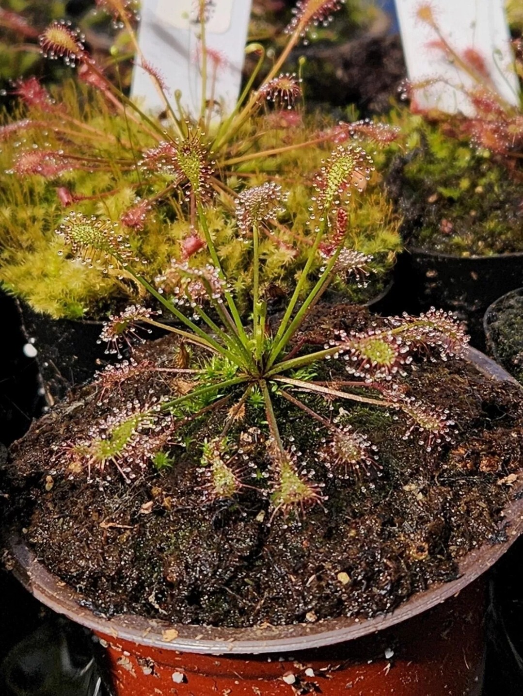 SUNDEW SEEDS- Drosera Intermedia (RED) 50+ Seeds